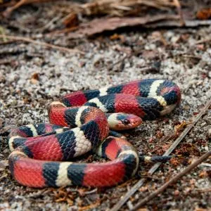 close up of a young Scarlet Kingsnake (Lampropeltis) during spring