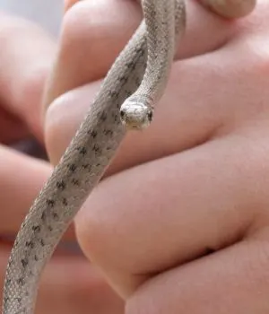 Baby brown snake (Storeria dekayi) being held