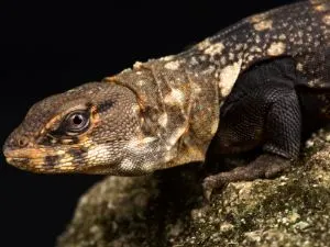Balsas Spiny-tailed Iguana (Ctenosaura clarki) on black background