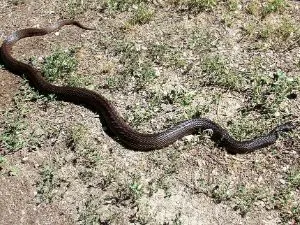 Black Pine Snake (Pituophis melanoleucus) - source