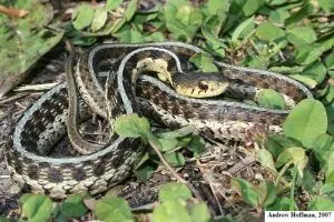 Chicago Garter Snake (Thamnophis sirtalis semifasciatus) by Andrew Hoffman