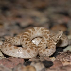 Chihuahuan Night Snake (Hypsiglena jani texana)