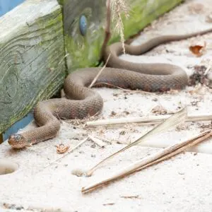 Common Watersnake Crawling (Nerodia sipedon)