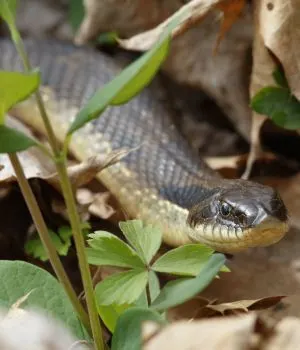 Eastern Hog-nosed Snake (Heterodon platirhinos)