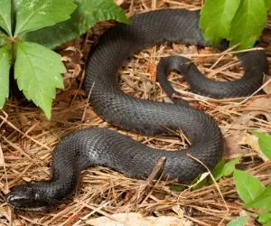 Eastern Hognose Snake (Heterodon  platirhinos) by Natalie McNear