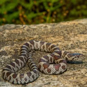 Eastern milk snake (Lampropeltis triangulum) on rock