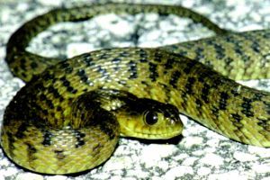 Florida Green Water Snake (Nerodia floridana)