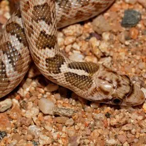 Glossy Snake (Arizona elegans) close up