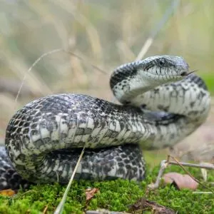 Gray Ratsnake (Pantherophis spiloides)