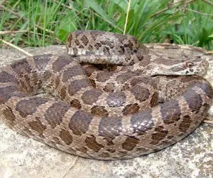 Great Plains Rat Snake (Pantherophis emoryi) on a limestone rock