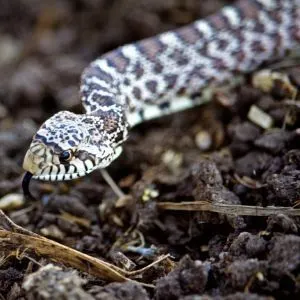 Head Shot of Gopher Snake (Pituophis catenifer) Slithering Over Soil