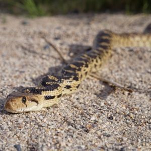 Head on view of a gopher snake (Pituophis catenifer) on sand