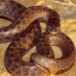 Iberian False Smooth Snake (Macroprotodon brevis)