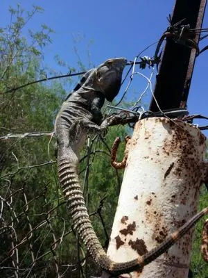 Isla San Pedro Nolasco Spiny-Tailed Iguana (Ctenosaura nolascensis) on fence post by Ricardo Dorame Acevedo