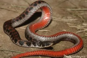 Kirtlands Snake (Clonophis kirtlandii) by Andrew Hoffman