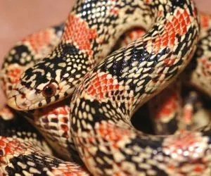 Long nosed snake (Rhinocheilus lecontei) found in Arizona desert