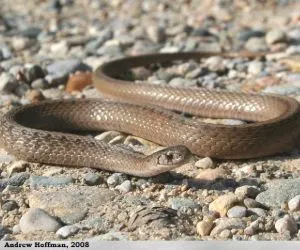 Midland Brown Snake (Storeria dekayi wrightorum) by Andrew Hoffman