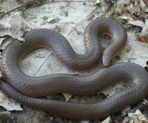 Midwestern worm snake (Carphophis amoenus)