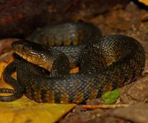 Mississippi Green Water Snake (Nerodia cyclopion)