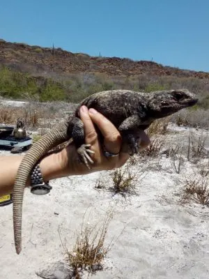 Monserrat Chuckwalla (Sauromalus slevini) being held in hand by ynafh