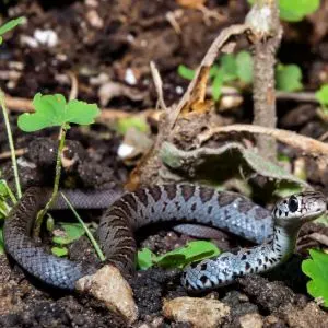 Northern Black Racer (Coluber constrictor constrictor) also known as North American Racer