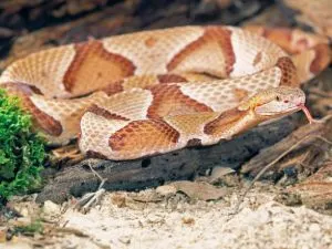 Northern Copperhead (Agkistrodon Contortrix Mokasen)