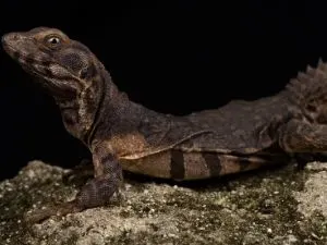 Oaxacan spiny-tailed iguana (Ctenosaura oaxacana) on black background