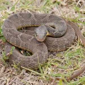 Plain bellied water snake (Nerodia erythrogaster) curled up on grass
