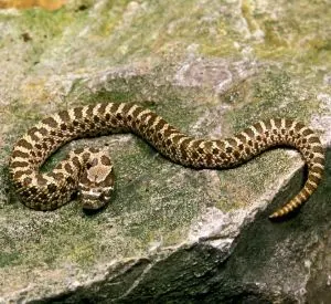 Plains Hognose Snake (Heterodon nasicus) on rock