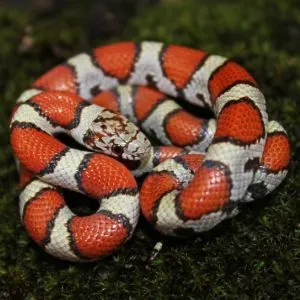 Red Milk Snake (Lampropeltis triangulum syspila) by Peter Paplanus