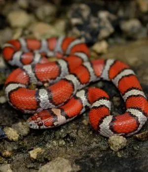 Red Milk Snake (Lampropeltis triangulum syspila)