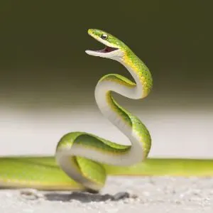 Rough green snake (Opheodrys aestivus) in defensive position while crossing road