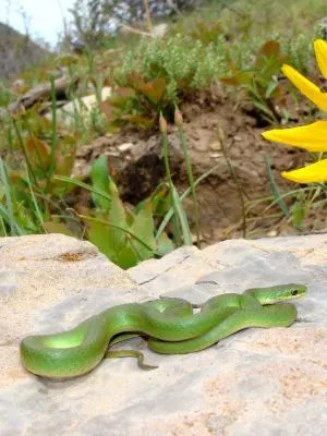 Smooth Green Snake, Liochlorophis (Opheodrys) vernalis basking on mountainside rock near flower