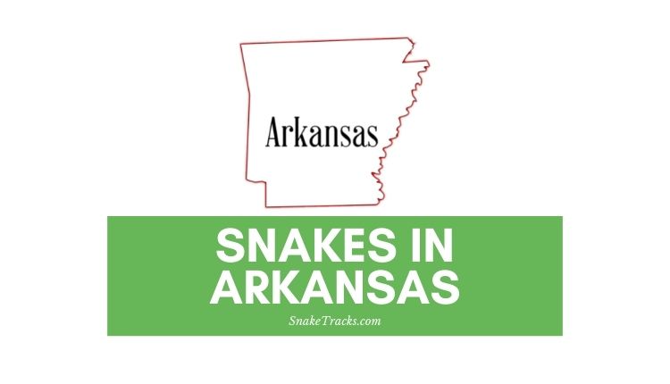 Snakes in Arkansas