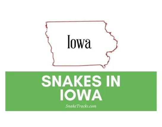 Snakes in Iowa