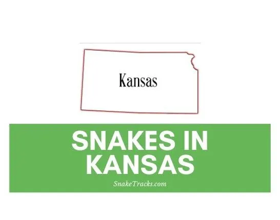 Snakes in kansas