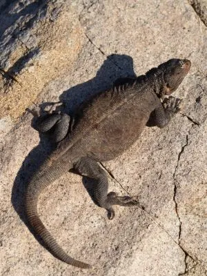 Spotted Chuckwalla (Sauromalus klauberi) on stone by Bradford Hollingsworth