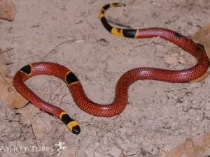 Texas Coral Snake (Micrurus tener) by Ashley Tubbs