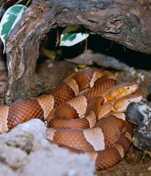 Two captive Broad-banded Copperheads (Agkistrodon contortrix laticinctus)