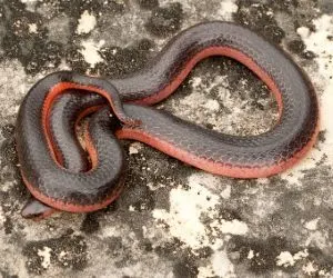 Western Worm Snake (Carphophis Vermis) by Douglas Mills