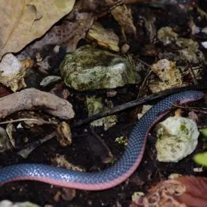 Western Wormsnake on forest floor (Carphophis vermis)