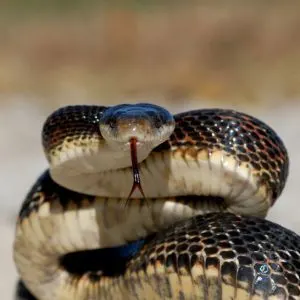 Western rat snake ready to strike (Pantherophis obsoletus)