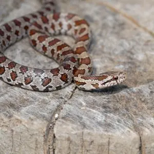 Wild caught prairie kingsnake photographed on an old stump (Lampropeltis calligaster)