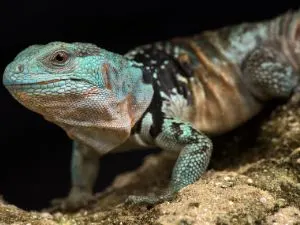 Yucatan Spiny-Tailed Iguana (Cachryx defensor)