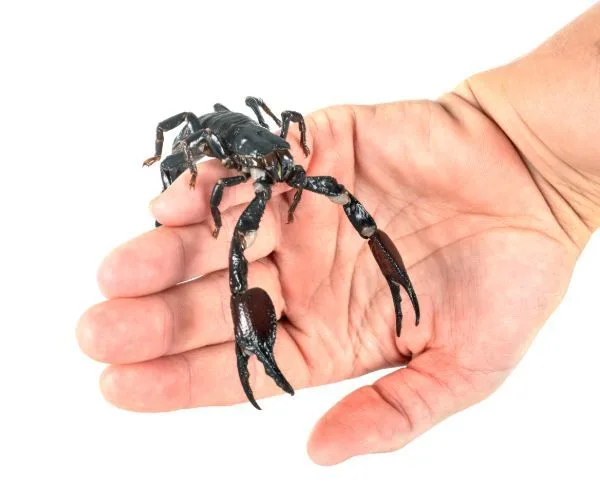 Asian Forest Scorpion (Heterometrus spinifer) crawling on handlers hand