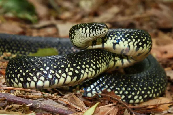 Common Kingsnake (Lampropeltis getula) ready to strike