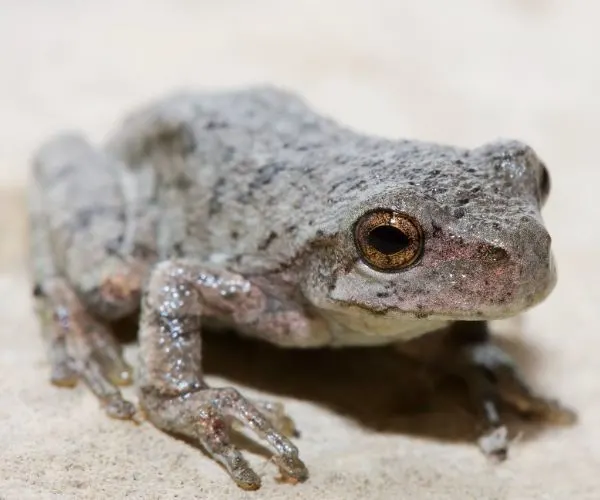 Copes Gray Tree Frog (Hyla chrysoscelis) on pavement