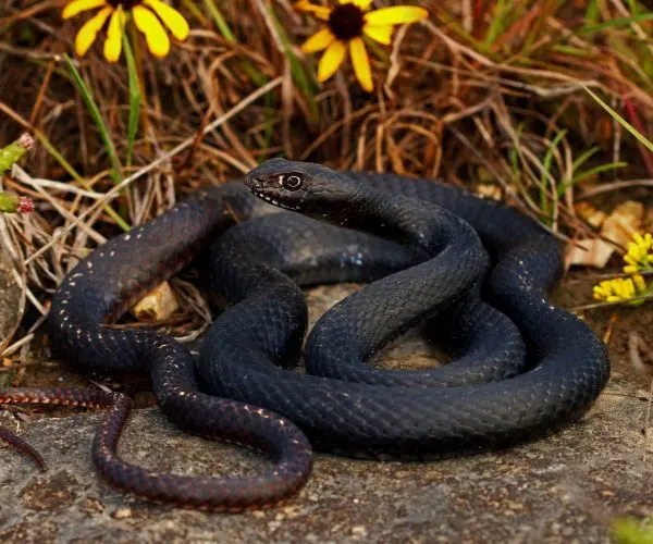 Eastern Coachwhip (Masticophis flagellum flagellum) by Peter Paplanus