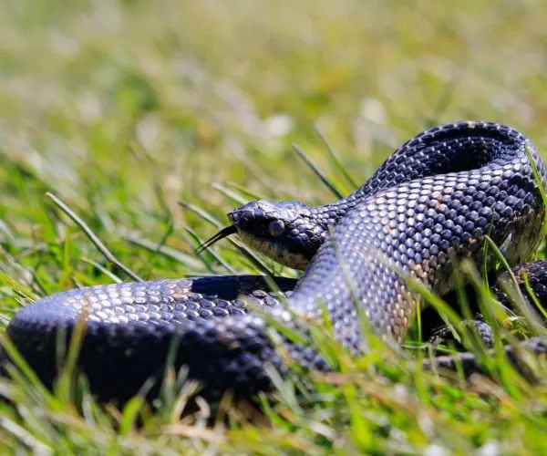 Eastern Hognose Snake (Heterodon platirhinos) in grass in a striking defensive position