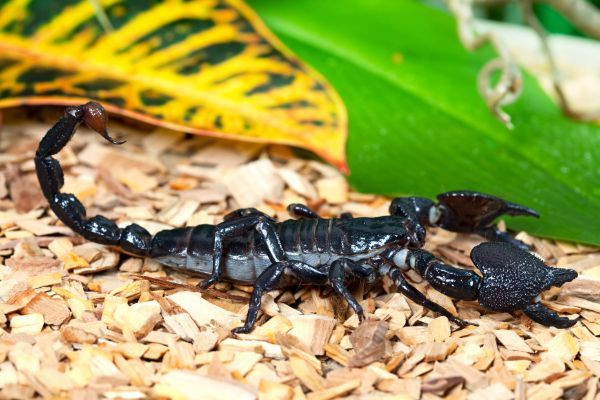 Emperor Scorpion (Pandinus imperator) in enclosure